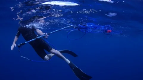 Spearfishing Stock Footage 40685588