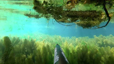 Spearfishing 動画素材 313274691