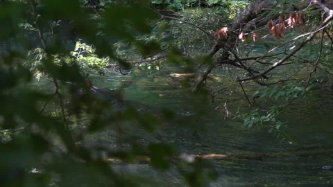 Spearfishing Video stock 313284869