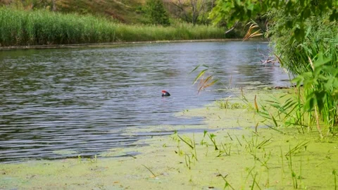 Spearfishing on the river Video stock 138361002