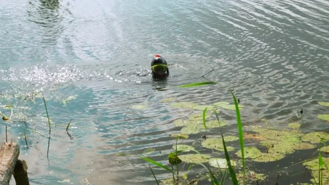 Spearfishing on the river Stock Footage 138361029