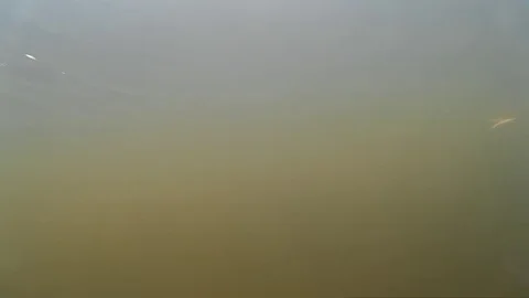 Spearfishing in the river, lake Stock Footage 76330965