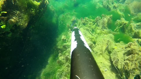 Spearfishing with a Speargun 動画素材 313275144