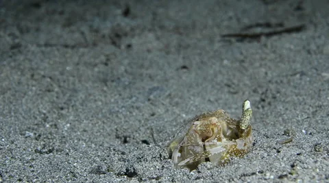 Spearing Mantis Shrimp 2 Video stock 64345860