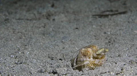 Spearing Mantis Shrimp 3 Stock Footage 64347760