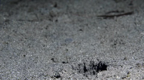 Spearing Mantis Shrimp 4 Stock Footage 64347063