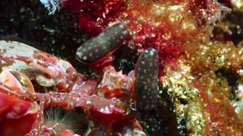 Spearing mantis shrimp 4K Stock Footage 331276424