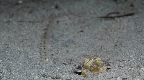 Spearing Mantis Shrimp 8 Stock Footage 64350238