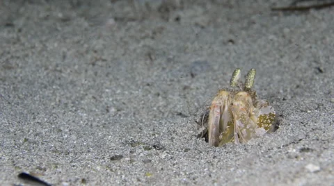 Spearing Mantis Shrimp 9 Stock Footage 64350602