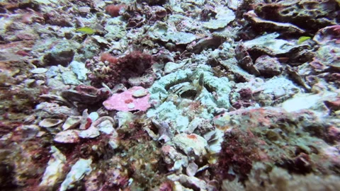 Spearing Mantis Shrimp and squat shrimps Stock Footage 139748467