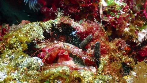 Spearing mantis shrimp closeup 4K Stock Footage 331276721