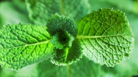 Spearmint, also known as garden mint, common or lamb mint and mackerel mint, is  Stock Footage 192888752