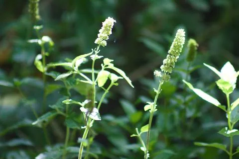 Spearmint in bloom closeup view with selective focus on foreground Stock Photos