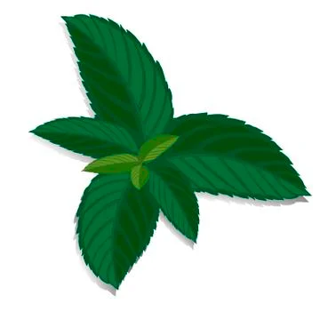 Spearmint green leaf. Vector fresh mint leaves Illustrazione stock