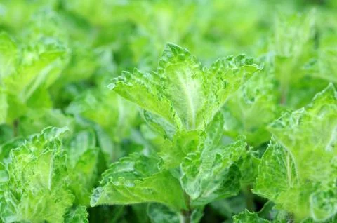 Spearmint Stock Photos