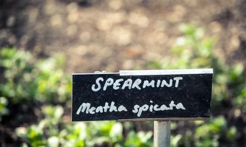 Spearmint Stock Photos