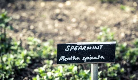 Spearmint Stock Photos
