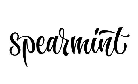 Spearmint - vector hand drawn calligraphy style lettering word. Stock Illustration