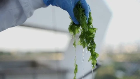 Special algae is held by researcher in bio technology and food science lab Video stock 112605775