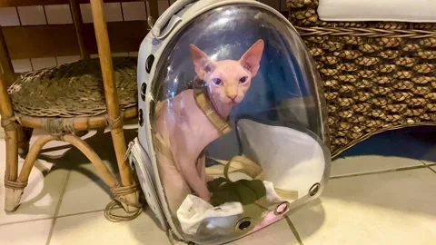 A special backpack for cats with a transparent wall. The cat sees everything. Stock Footage 253054332
