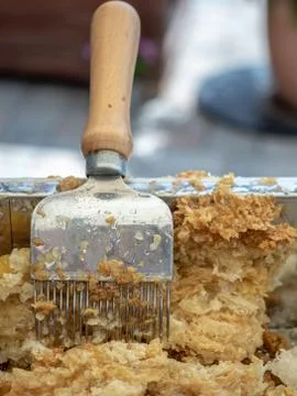 Special beekeeping tool - fork for uncapping honeycomb. Stock Photos