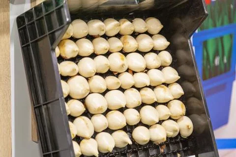 Special boxes for forcing tulip bulbs on an industrial scale Stock Photos