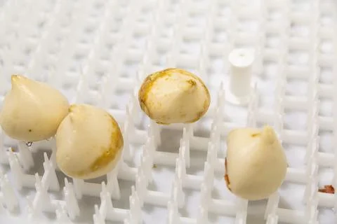 Special boxes for forcing tulip bulbs on an industrial scale Stock Photos