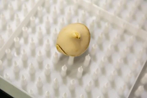 Special boxes for forcing tulip bulbs on an industrial scale Stock Photos