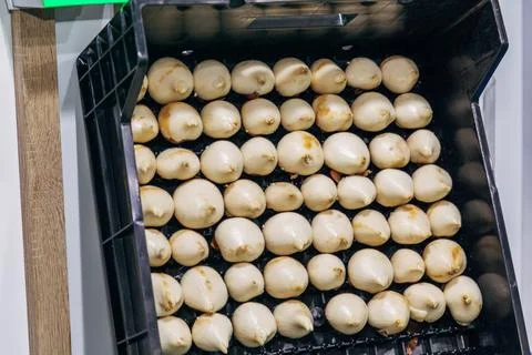 Special boxes for forcing tulip bulbs on an industrial scale Stock Photos