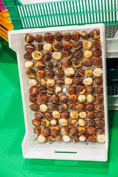 Special boxes for forcing tulip bulbs on an industrial scale Stock Photos