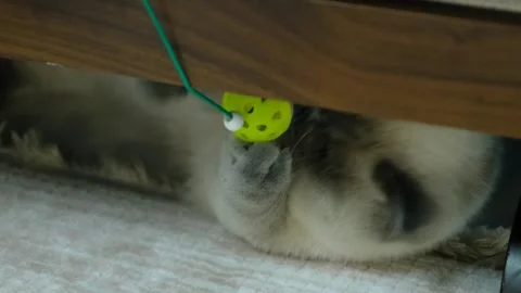 A special breed of cat lying lazily on the Ground Vídeos de archivo 247587208