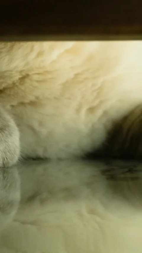 Special Breed Cat Lying Lazily Ground Vertical Video Stock Footage 334874485