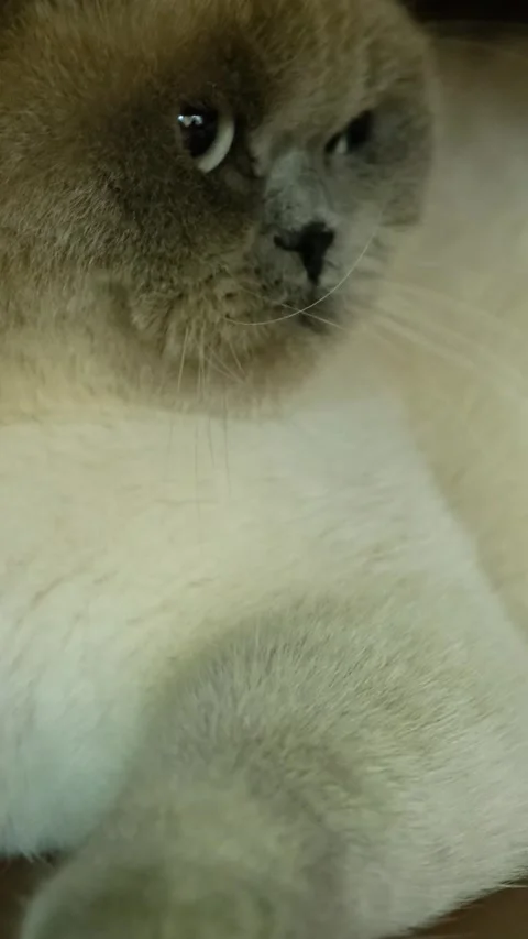 Special Breed Cat Lying Lazily Ground Vertical Video Stock-Footage 334879514