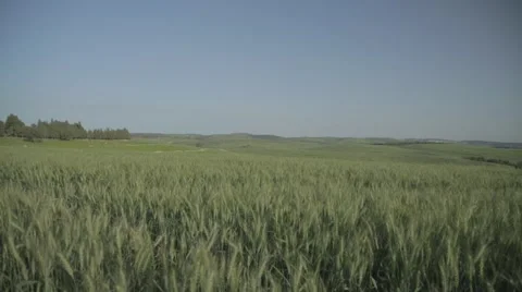 Special crane up reveal shot from inside a wheat field Stock Footage 43860341