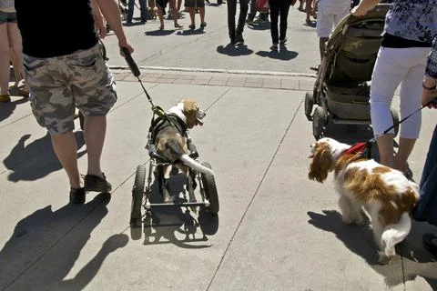 Special design device to help disable dog in mibility Stock Photos