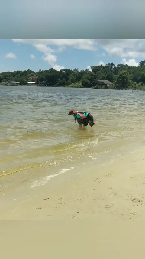 Special Dog Has Beach Fun, Pensacola, Florida, USA - 17 Jun 2019 Stock Footage 205216954