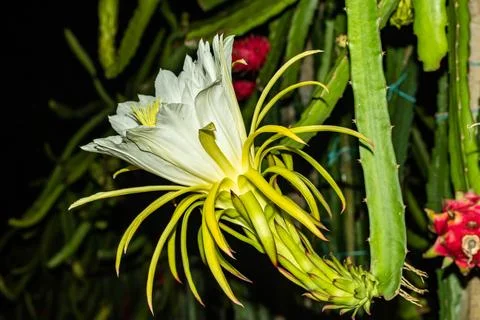 A special dragon flower with a large size of yellow color with red yellow gre Stock Photos