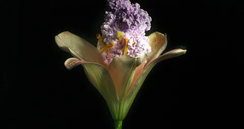 Special effect of a flower exploding in a cloud of color on a black background. Stock Footage 115131109