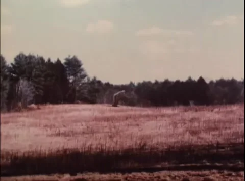 Special effects ball of light hitting tree and exploding 스톡 동영상 260259037