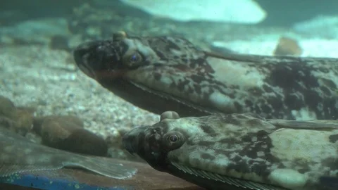 Special fish Stock Footage 99499108