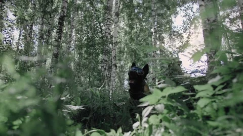 Special Forces fighting dog attacks the enemy on a military operation Stock Footage 327351450