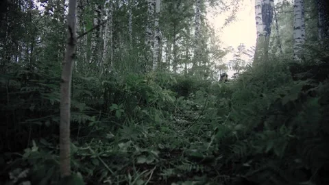 Special Forces fighting dog attacks the enemy Stock Footage 327456755