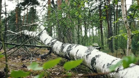 Special forces man took position Video stock 76755514