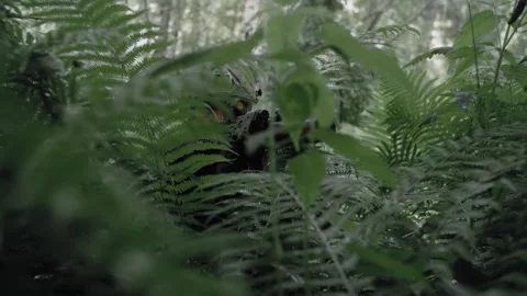 Special forces soldier sits with Kalashnikov in an ambush in dense forest Stock Footage 327350659