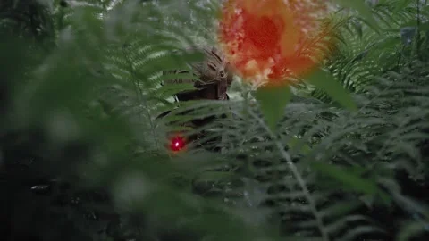 Special forces soldier sits with a Kalashnikov in an ambush in a dense forest Stock Footage 327350665