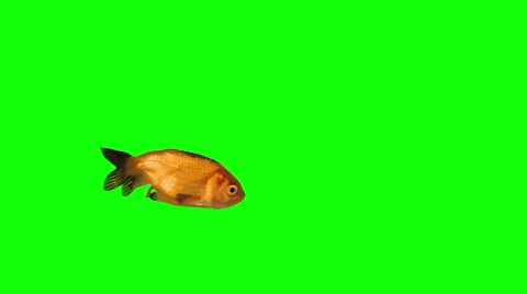 Special Goldfish Stock Footage 40615101