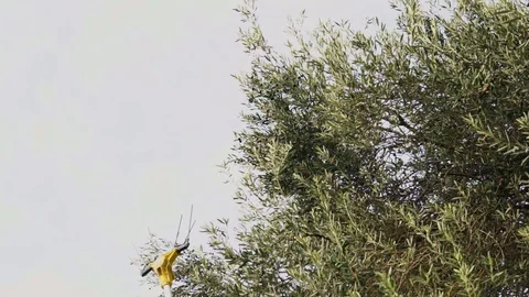 Special machine to bring olives down from the tree. Stock Footage 123076225