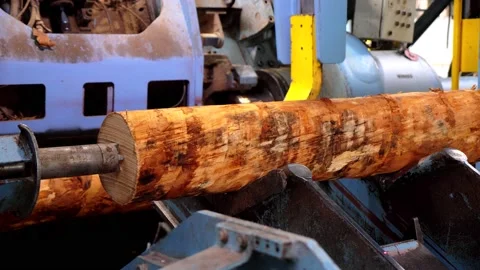 Special machine scrolls the tree for dissolution for the manufacture of plywood. Stock Footage 233888068