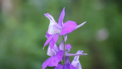 Special parma flower Stock Footage