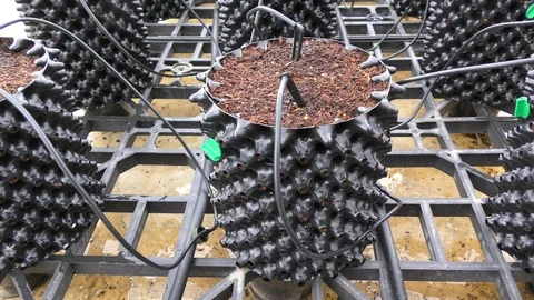 Special pots in nursery which allow root and mycorrhizal fungi to interact 스톡 동영상 124528247